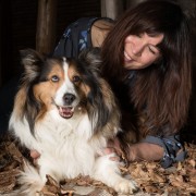 Sheltie dog with woman
