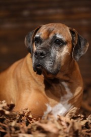 Dog Photography of brown and white dog