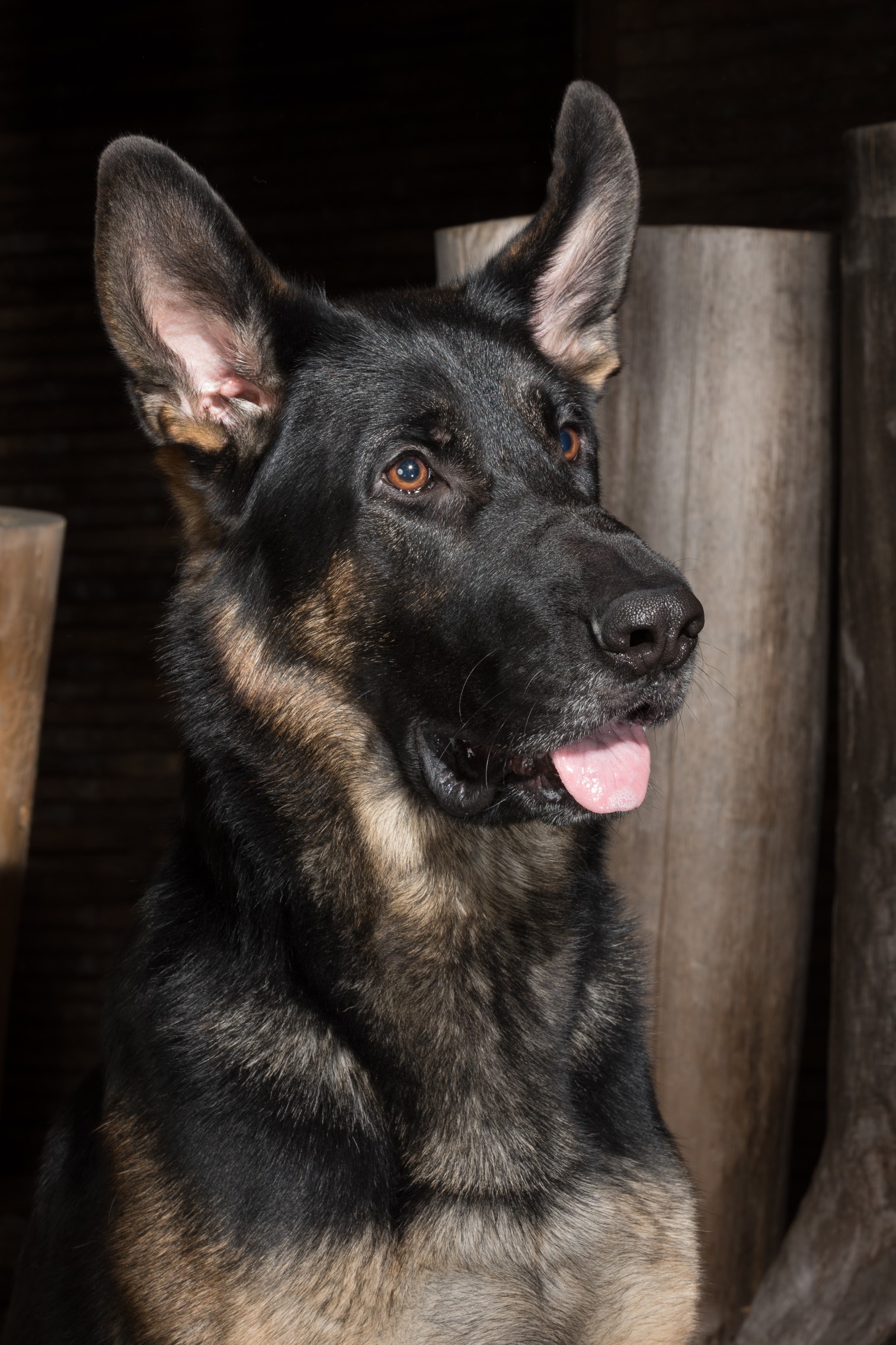Dog Photography - Head Shot Close Up