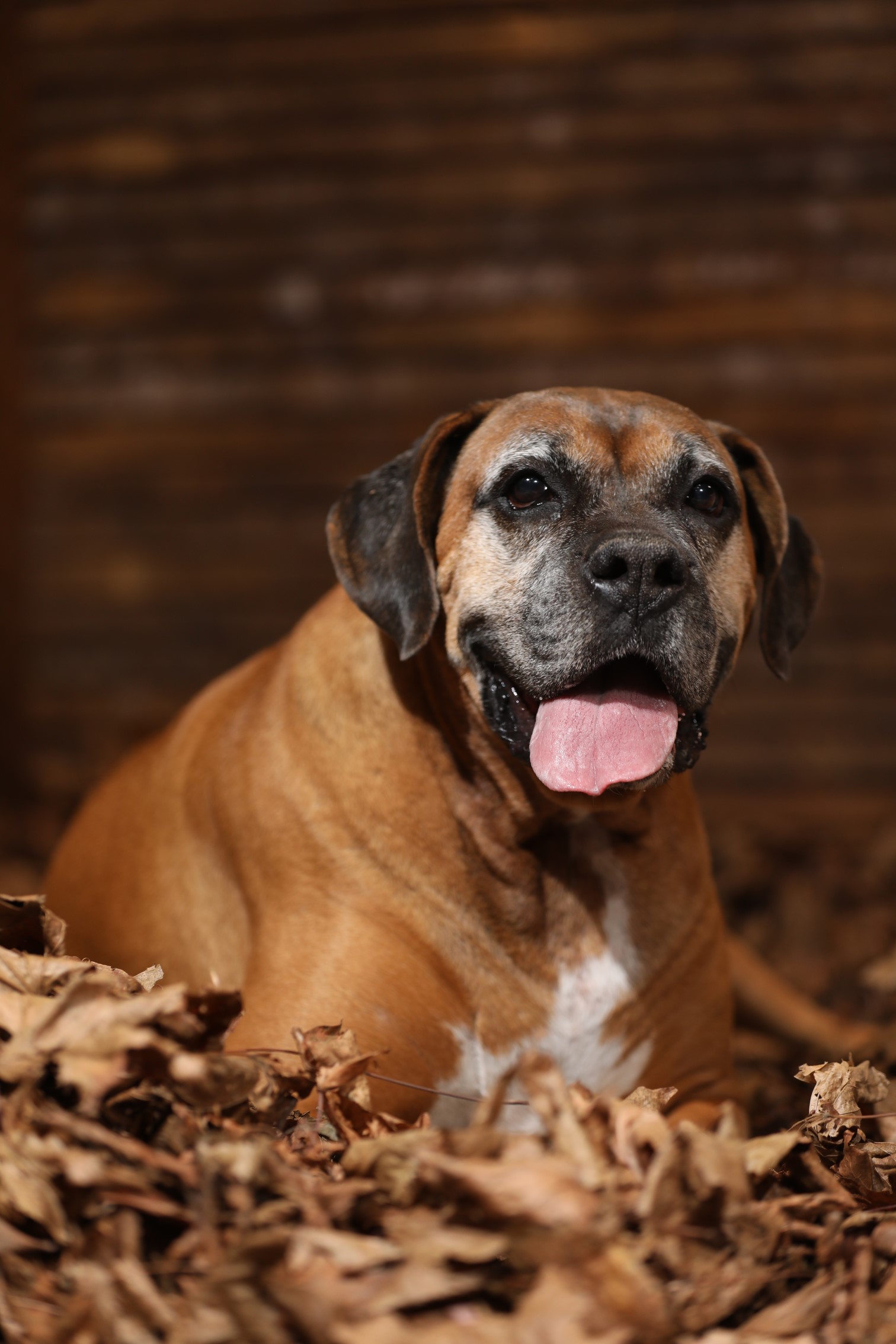 Dog Photography - Laying Down