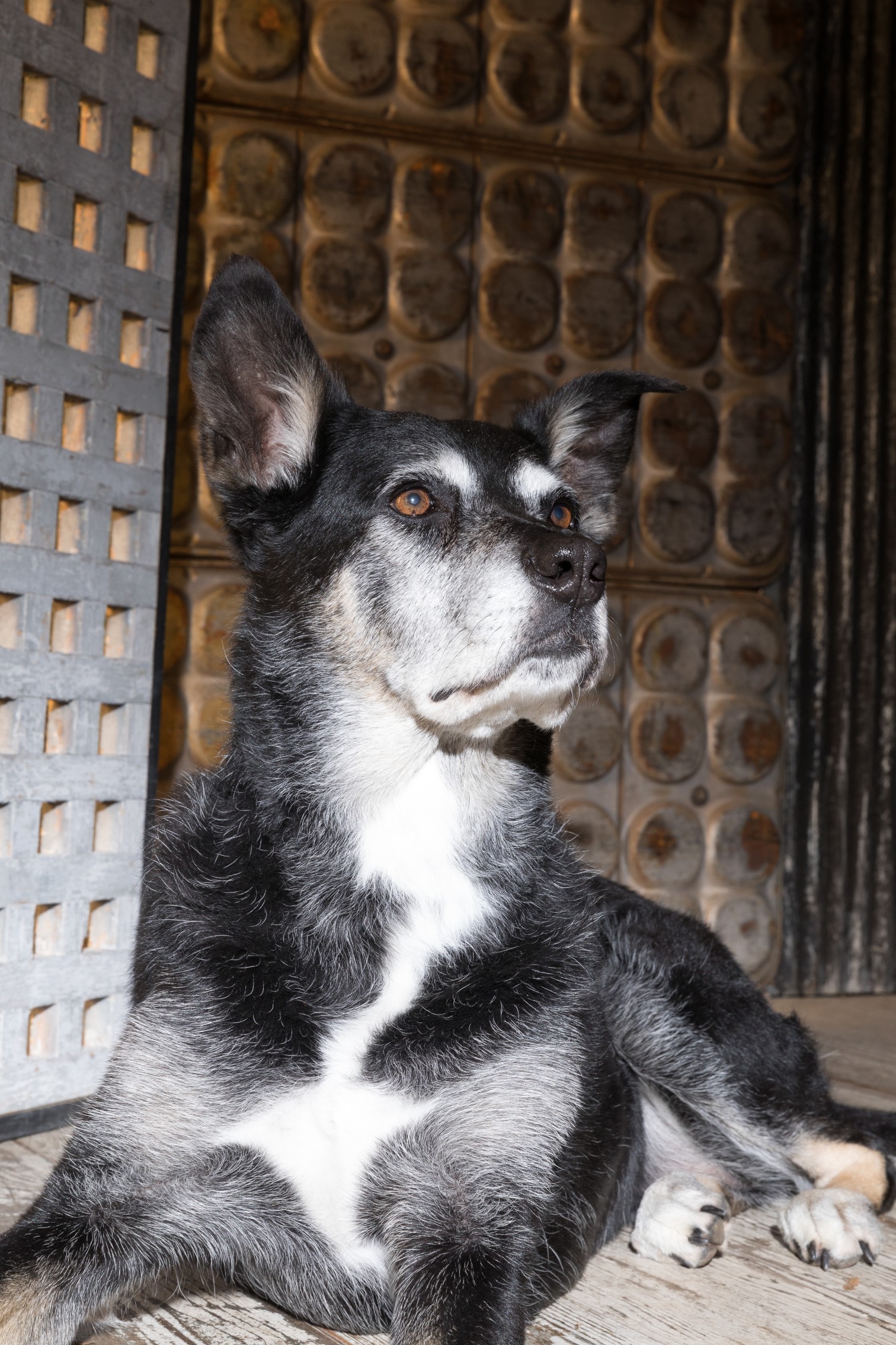 Dog Photography - Laying Down