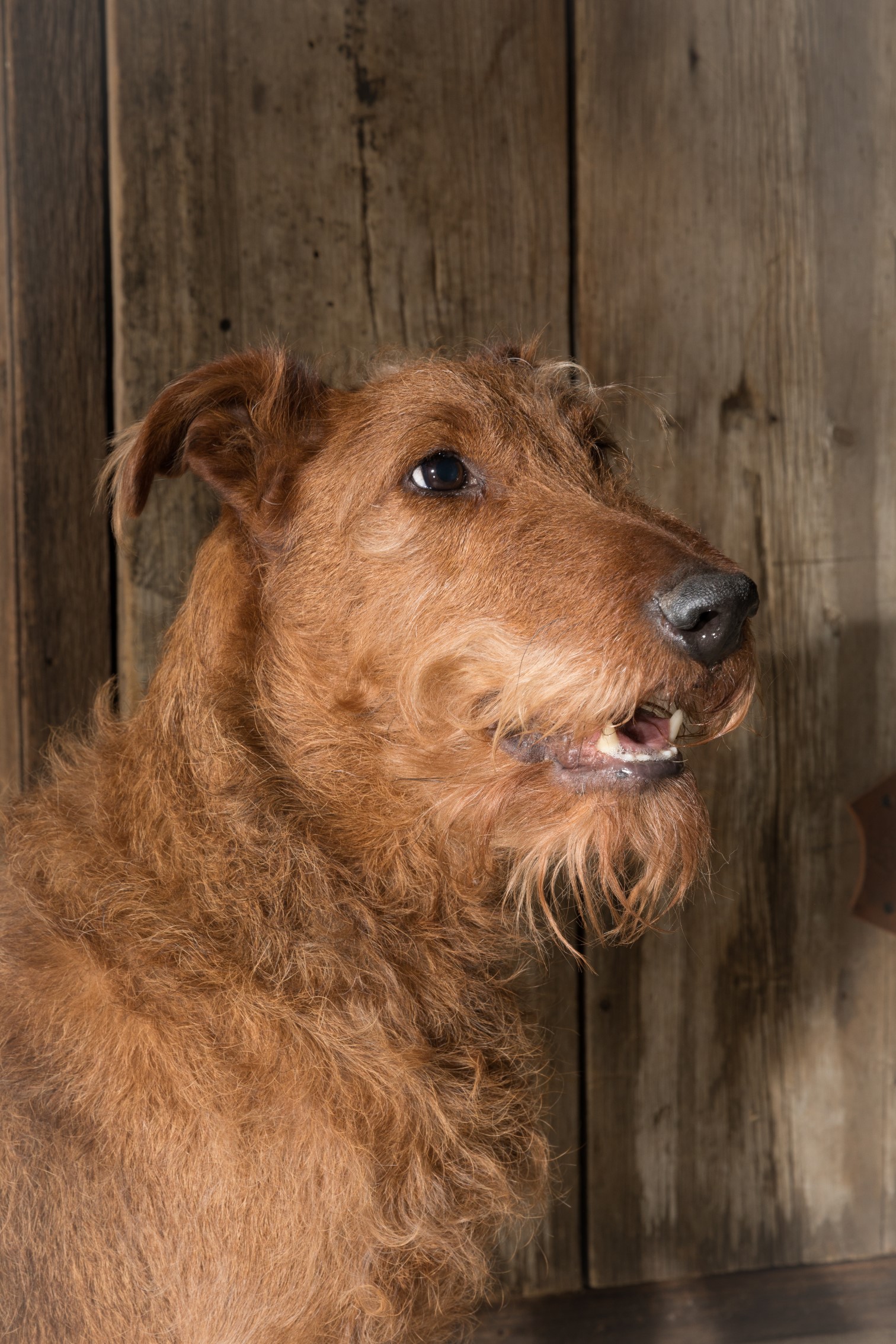 Dog Photography - Head Shot Close Up
