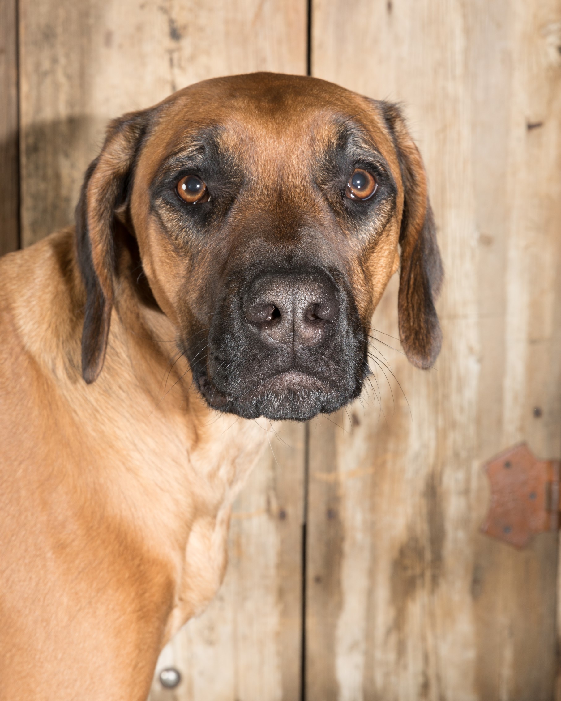 Dog Photography - Head Shot Close Up