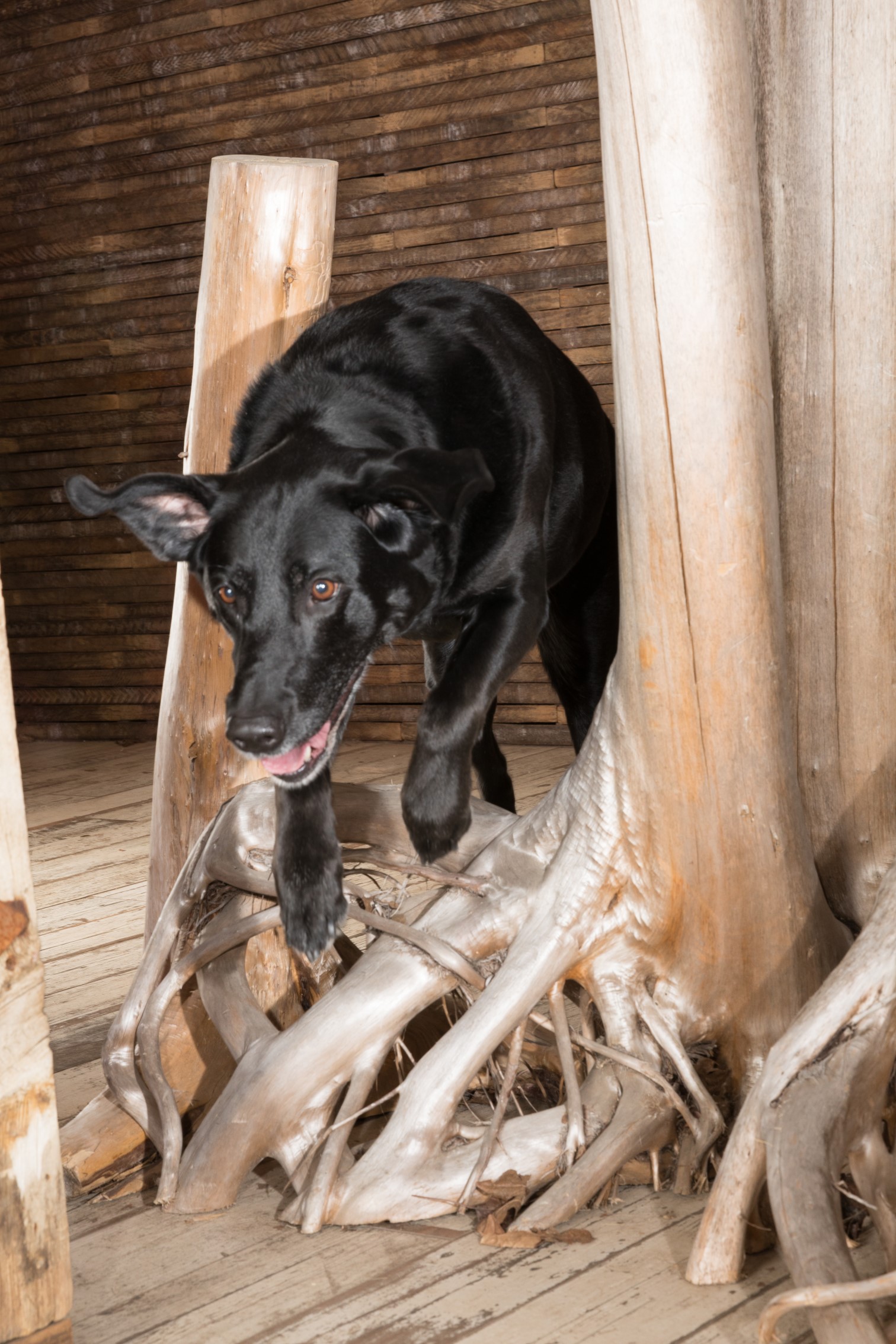 Dog Photography - Dog Jumping