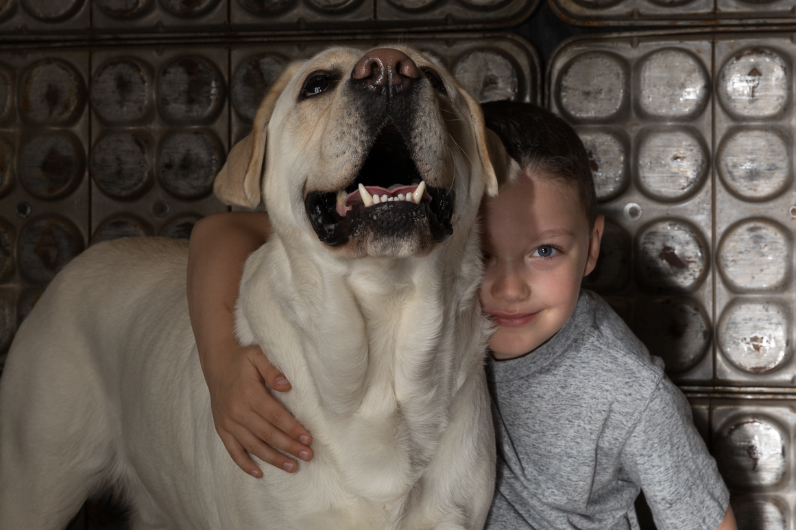 yellow labrador retriever