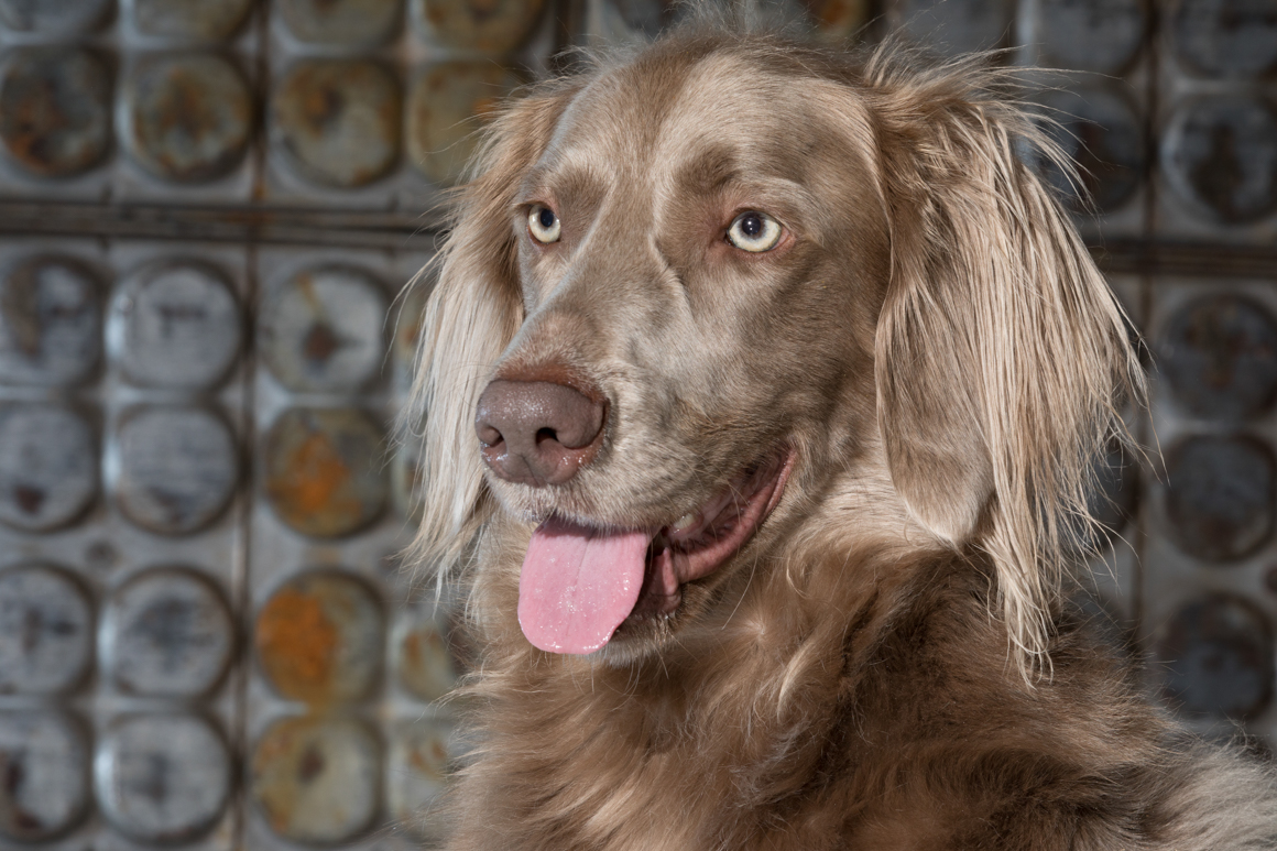working dog, weimaraner