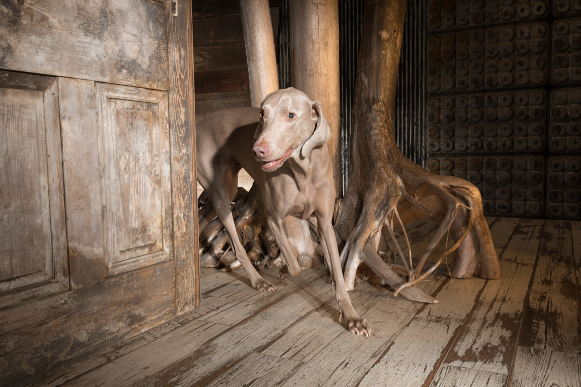 weimaraner, dog photographer Philadelphia