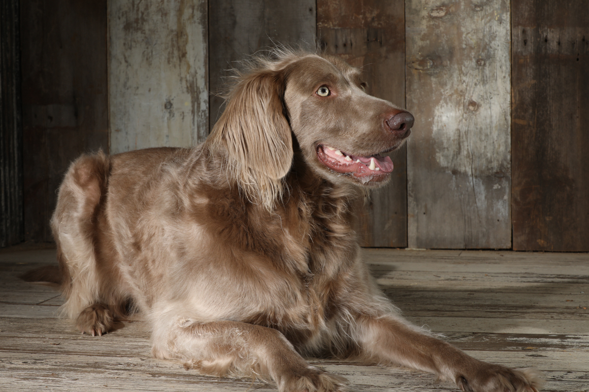 working dog, weimaraner