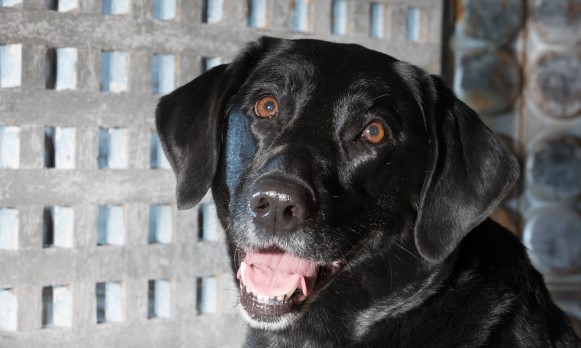Black Lab head shot