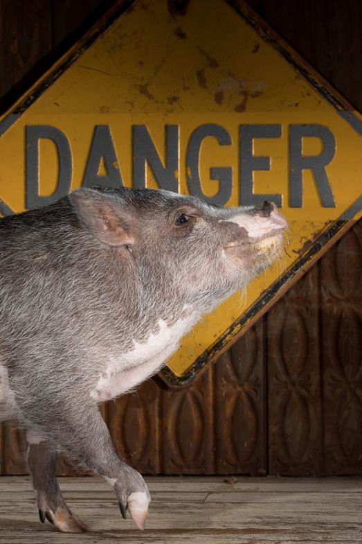 Philadelphia pet photographer, pot belly pig