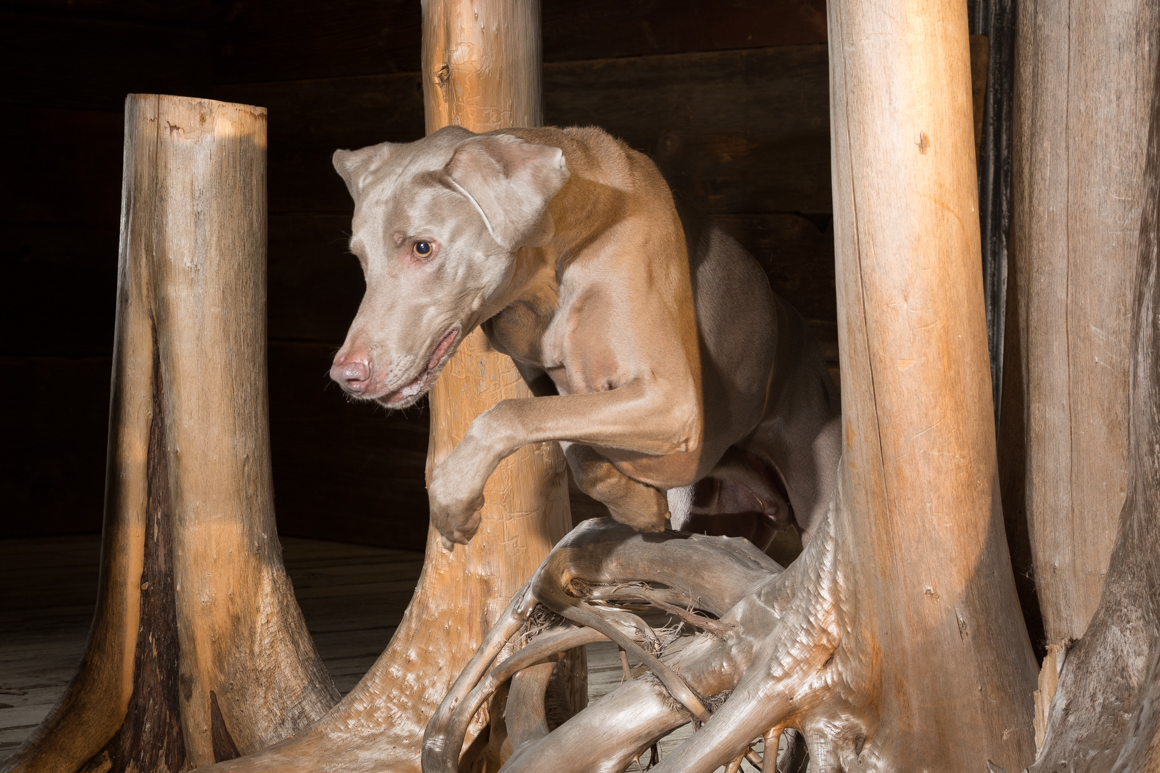 weimaraner , lancaster pet photography, agility dog,Lancaster dog photographer