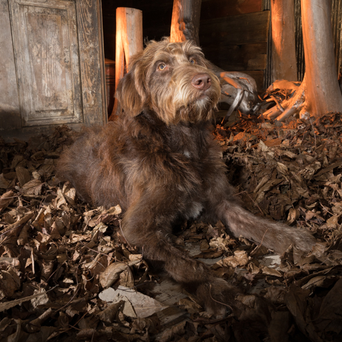 Philadelphia dog photographer, labradoodle