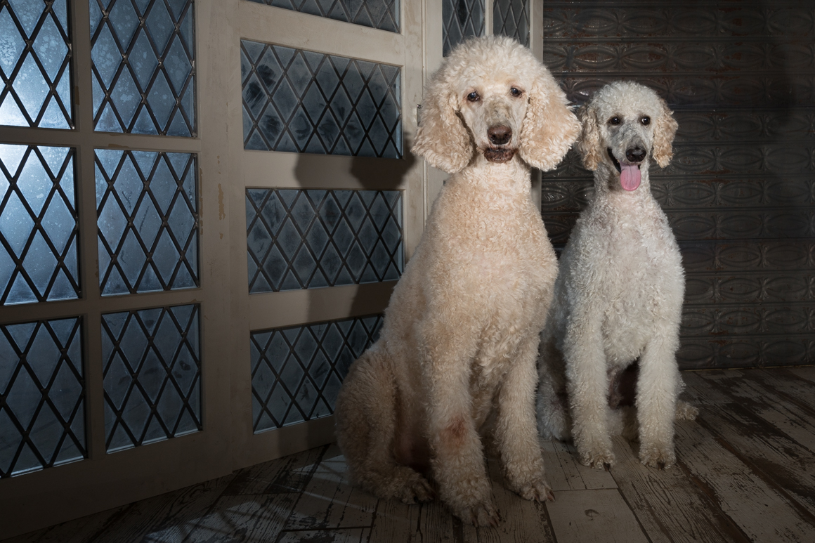 Phildelphia dog photographer, agility dog, standard poodle