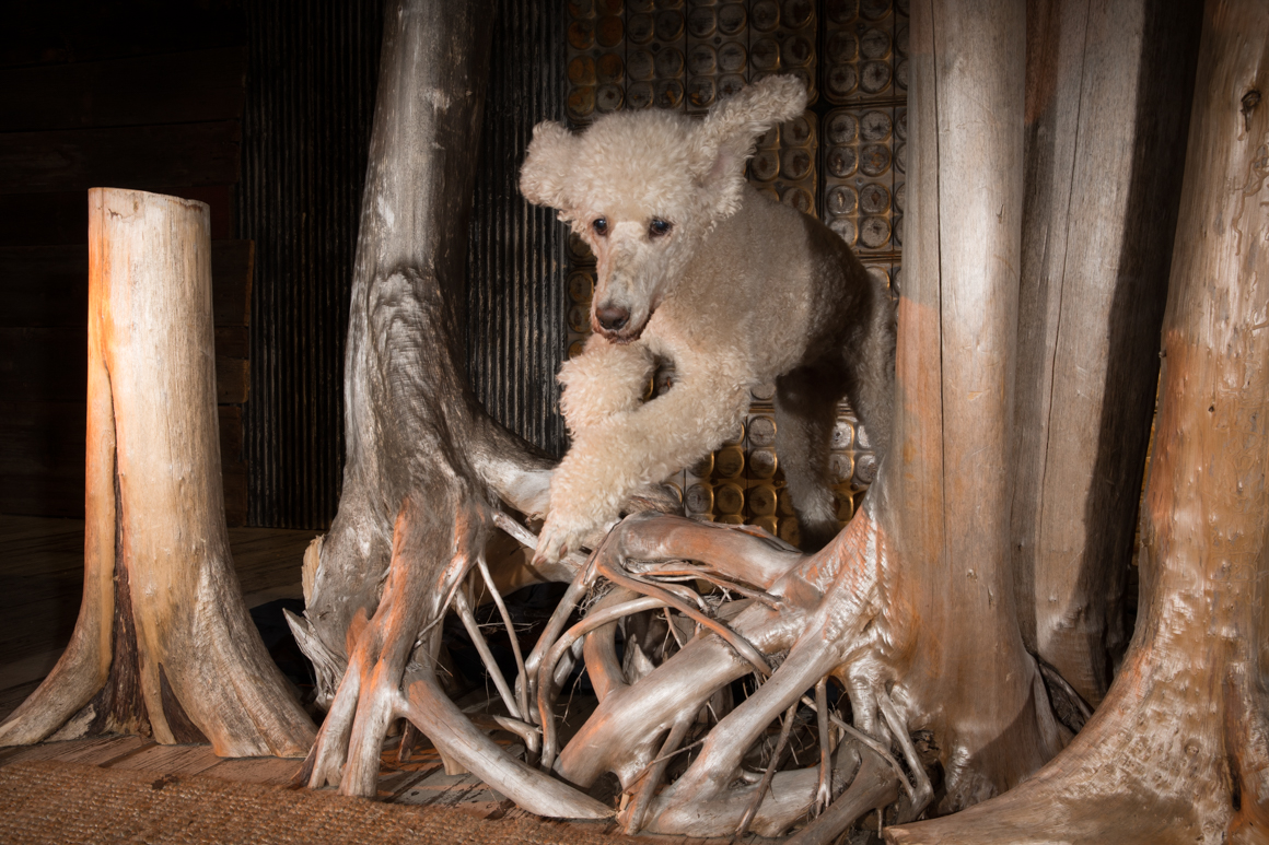 dog photographer philadelphia, standard poodle, agility dog