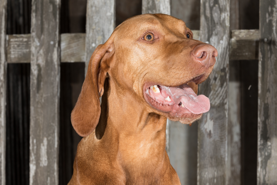 Weimaraner, agility dog, dog photographer philadelphia