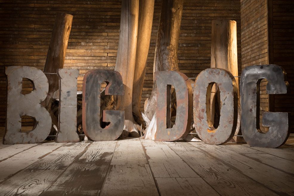 pet studio photography