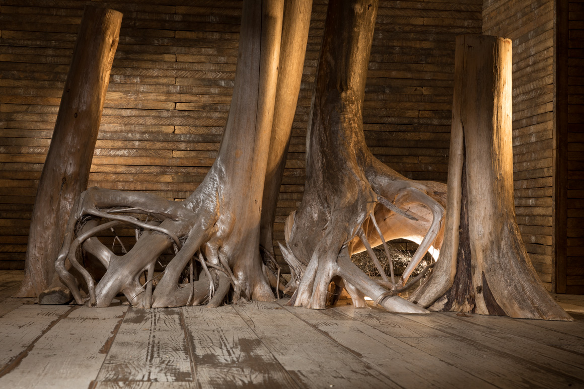 pet studio photography, lancaster 