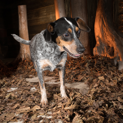 rescue dog, philadelphia pet photographer
