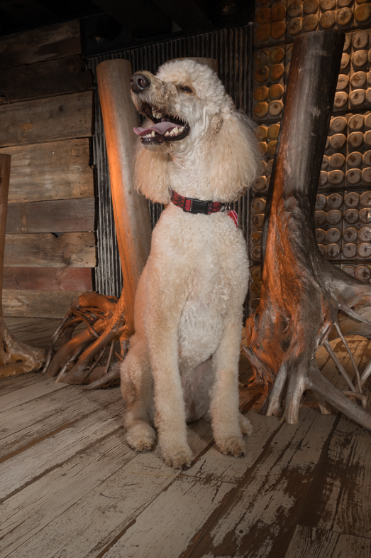 standard poodle, bucks county pet  photographer
