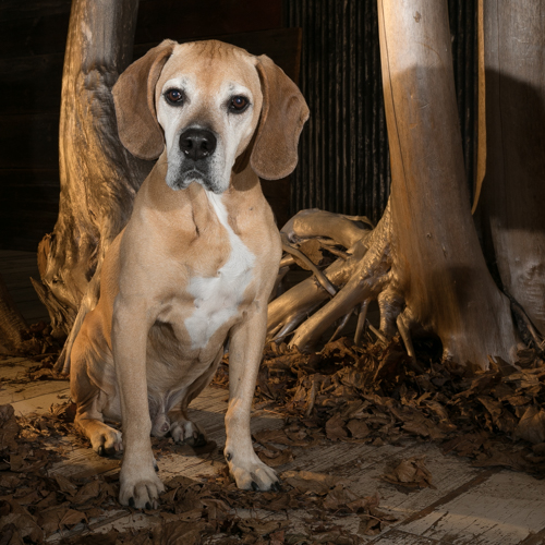 pet photography , beagle