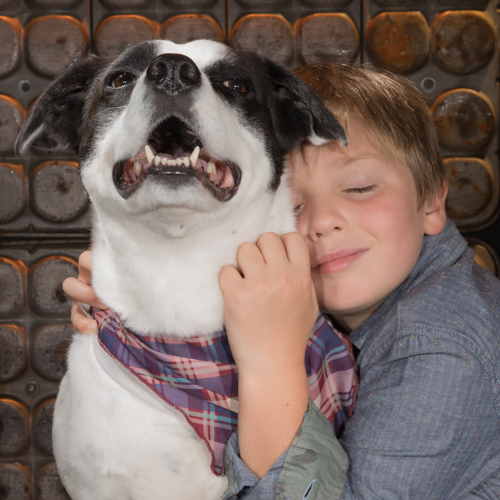 bucks county family photographer, pit bull