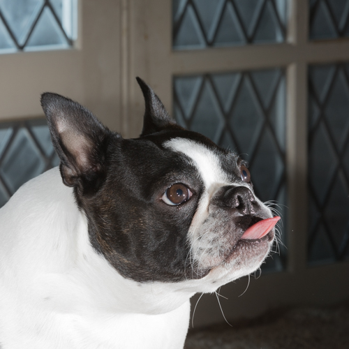 boston terrier