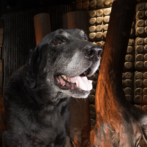 labrador retriever, bucks county pet photographer