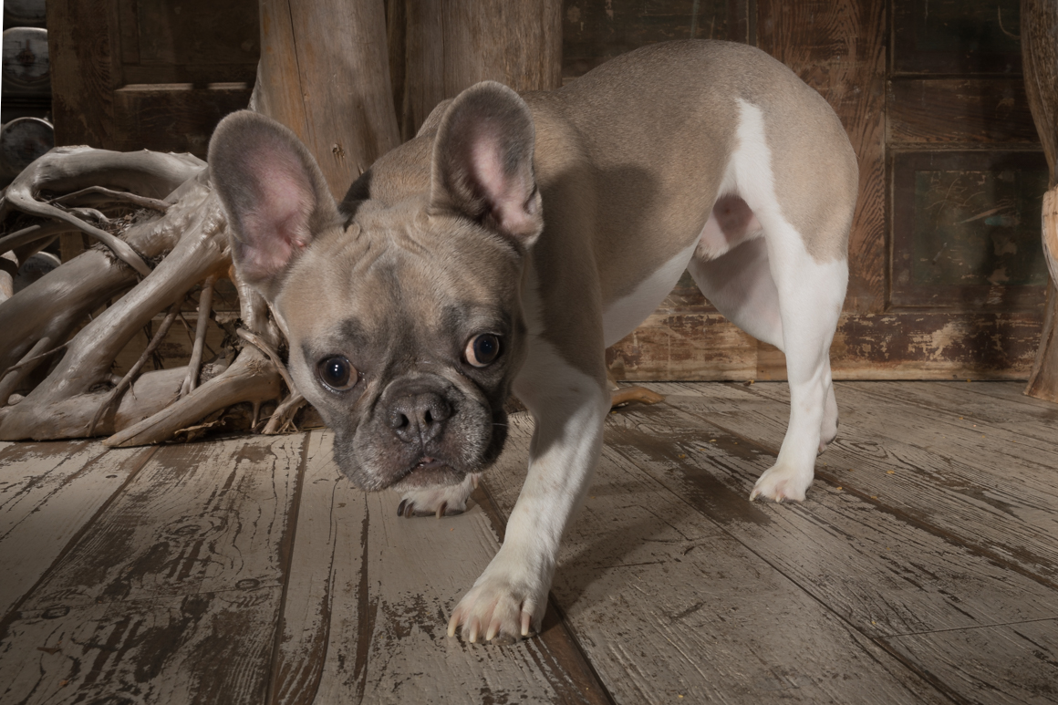 french bull dog