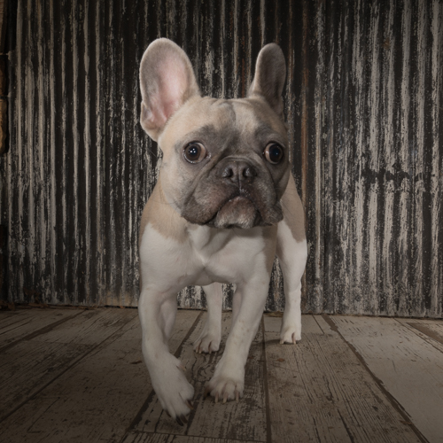 french bull dog, bucks county pet photography