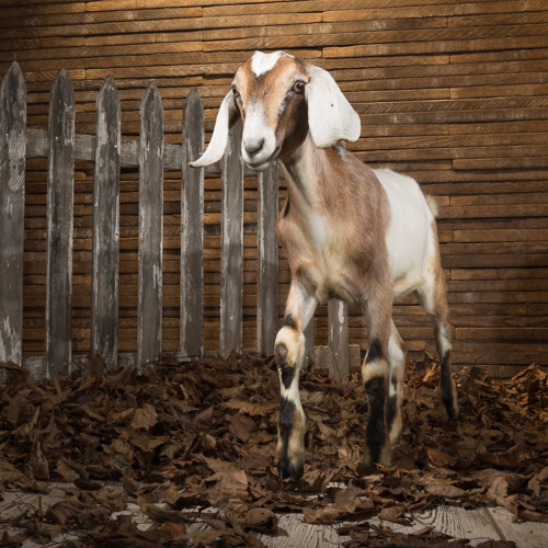 goat, studio photography