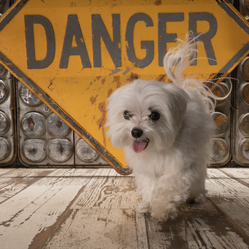 teacup yorkie poodle
