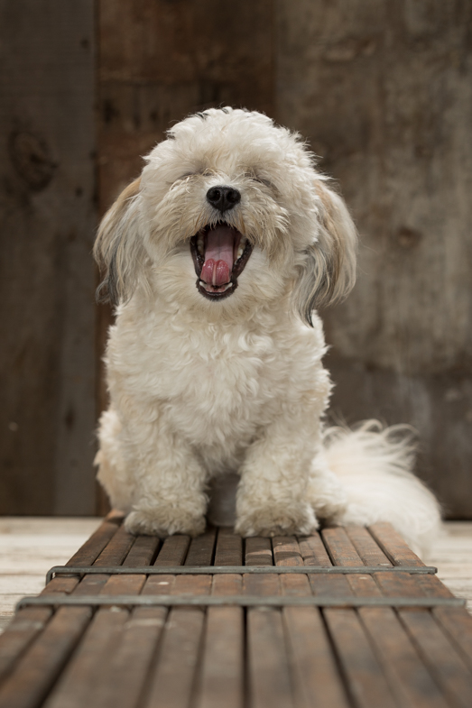 bicon,bucks county pet photography