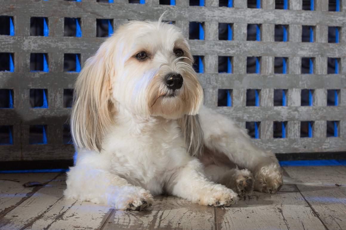 havanese,  bichon, pet photography