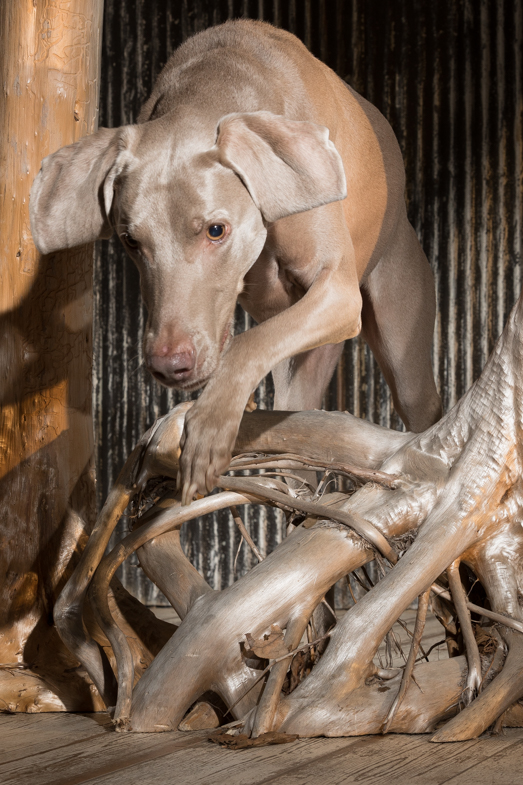 hunting dog working dog, weimaraner