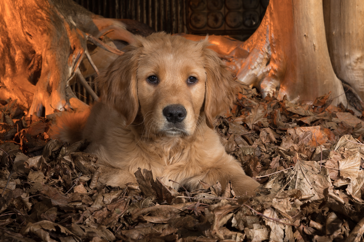 golden retriever, philadelphia pet photographer