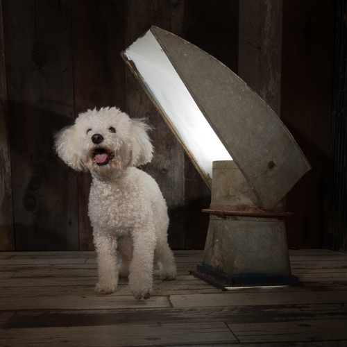 poddle, philadelphia pet photographer