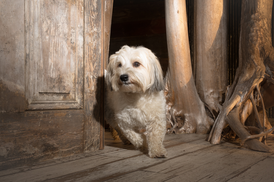 allentown pet photography