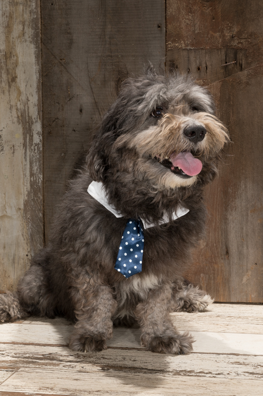 poodle, philadelphia pet photographer