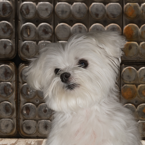 teacup yorkie poodle