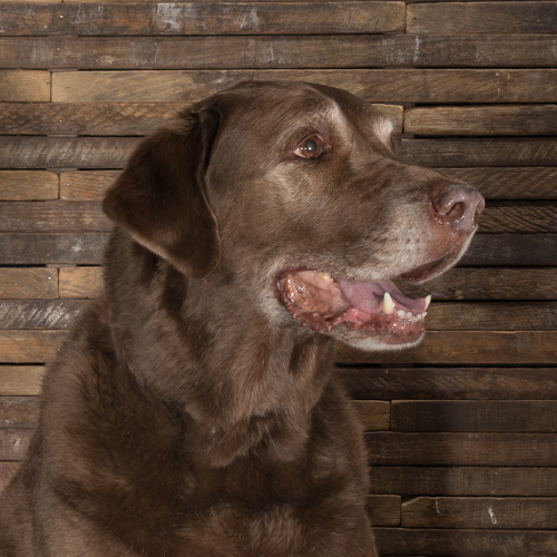 brown lab, bucks county pet photographer