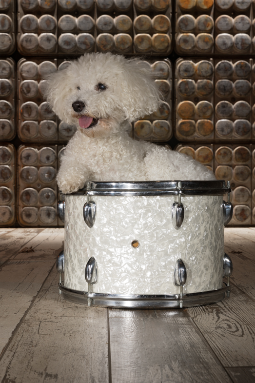 poodle, bucks county pet photography