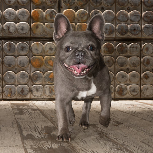 bucks county pet photographer, french bull dog