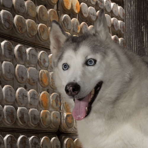 husky, bucks county pet photography