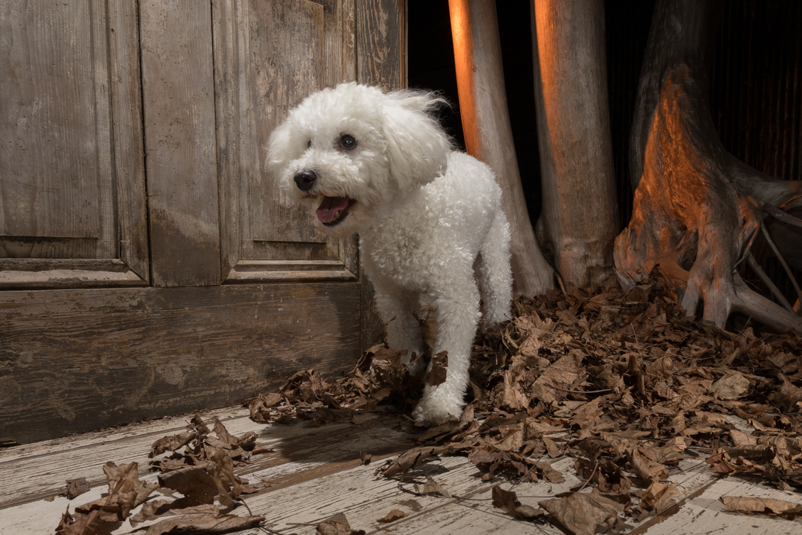 dog photographer, toy poodle