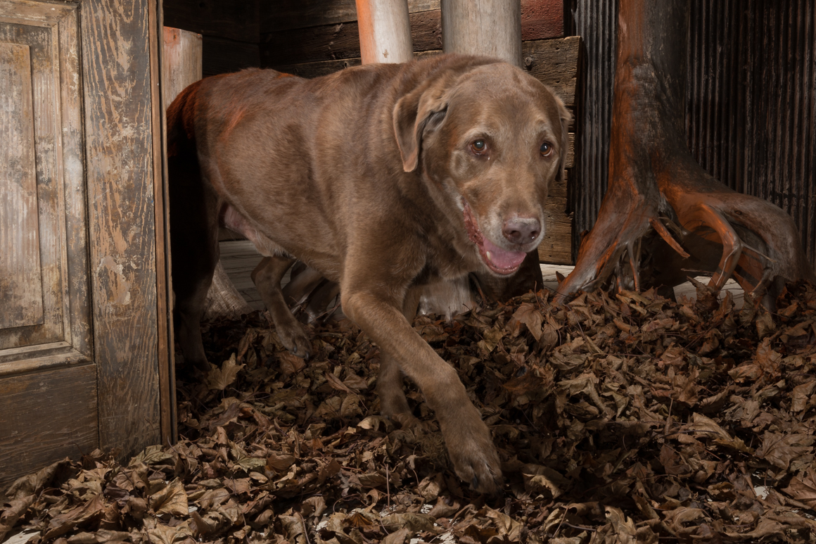 hunting dog, lancaster dog photographer