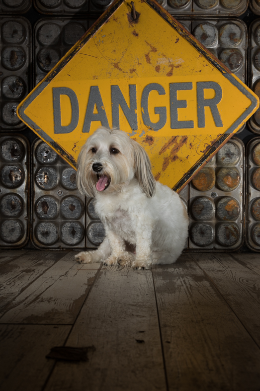 havanese therapy dog, allentown pet photography