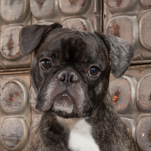 studio pet photography, lap dog