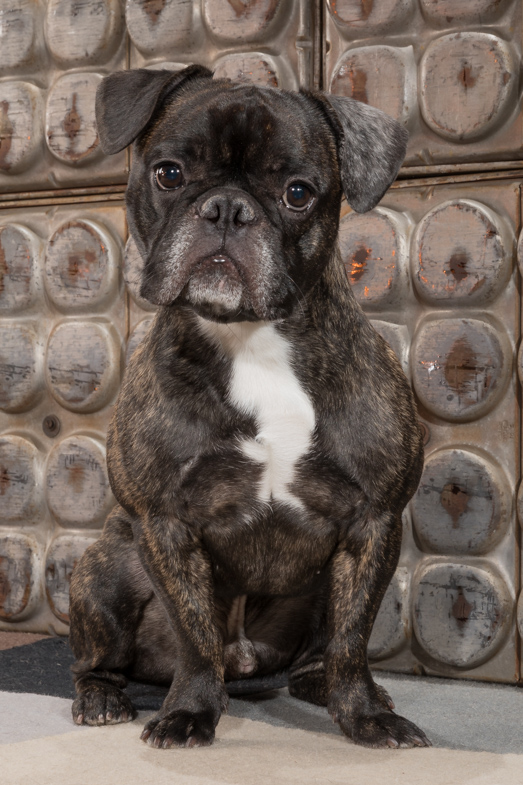 studio pet photography