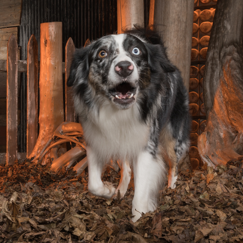 australian shepherd, philadelphia pet photographer