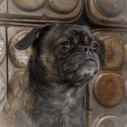 pug , lap dog, lancaster pet photographer